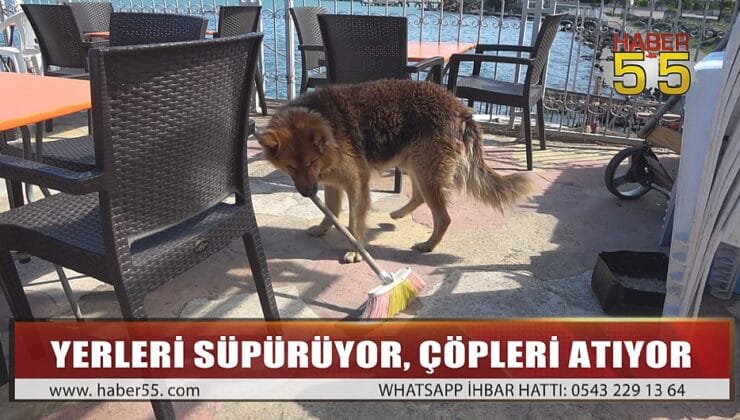 AKILLI KÖPEK DOST