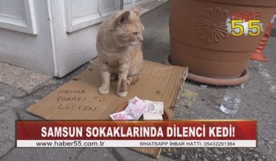 Samsun’da bu kedi dilenerek mama parası kazanıyor