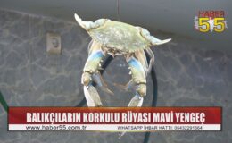 Balıkçıların korkulu rüyası ‘mavi yengeç’ 1 haftadır Karadeniz’de görülüyor