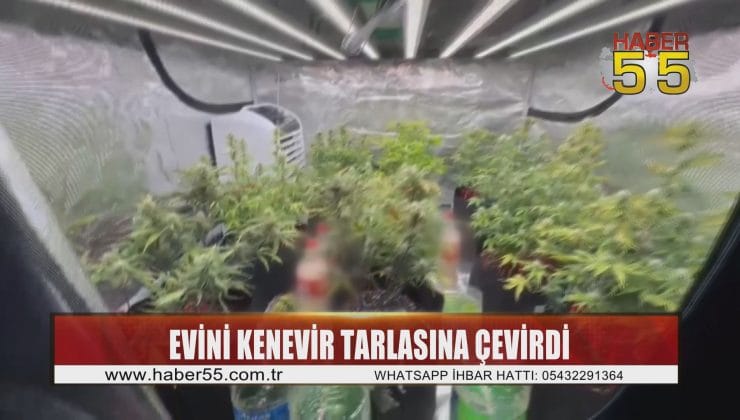 İklimlendirme sistemi ile evini kenevir tarlasına çevirdi