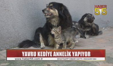 Köpek Lady, kedi yavrusunu da emziriyor