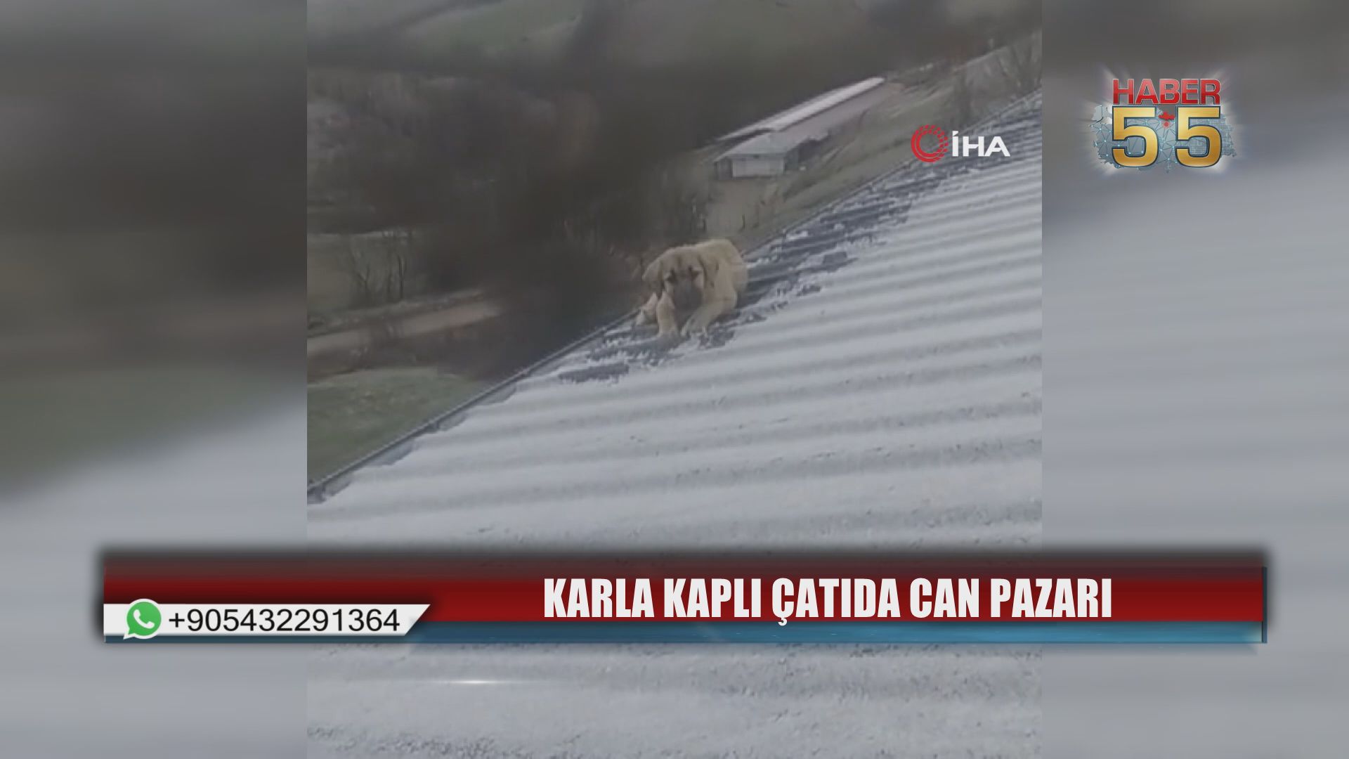 Samsun’da Baba Oğuldan Yürek Isıtan Kurtarma: Çatıdaki Yavru Köpeği Ölümden Aldılar