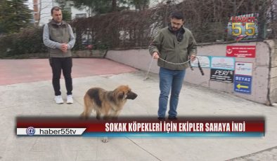 Samsun’da Sahipsiz Köpekler Toplanarak Barınağa Götürüldü