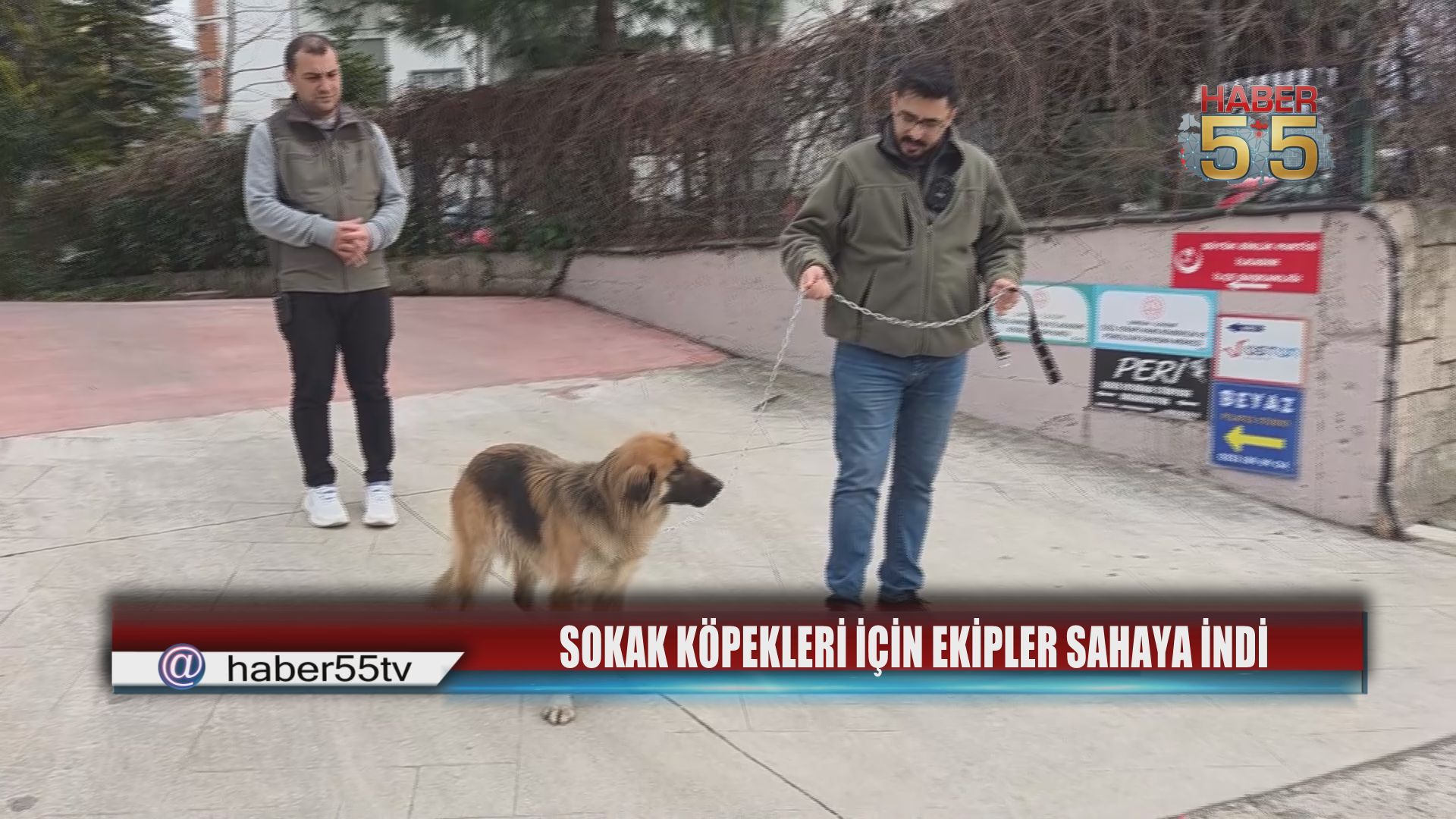 Samsun’da Sahipsiz Köpekler Toplanarak Barınağa Götürüldü