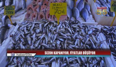 Av Yasağı Öncesi Balık Bolluğu: İstavrit 70 TL