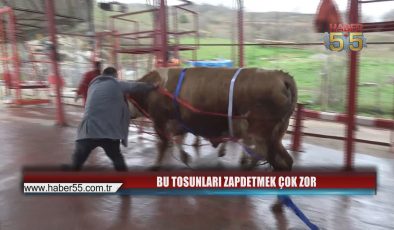 Tonluk Tosunlara Büyük Kampanya: Alana Umre Bedava