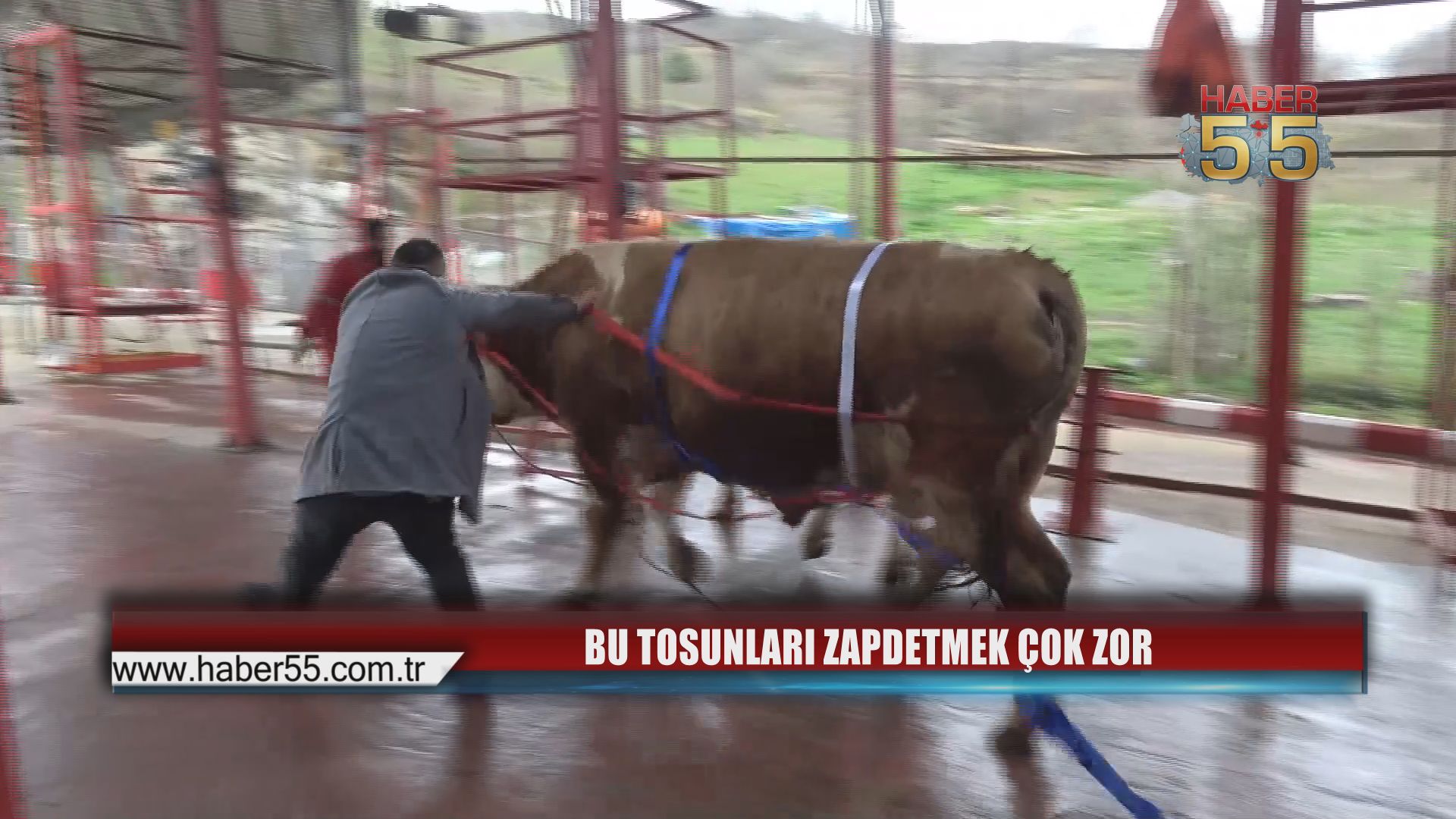 Tonluk Tosunlara Büyük Kampanya: Alana Umre Bedava